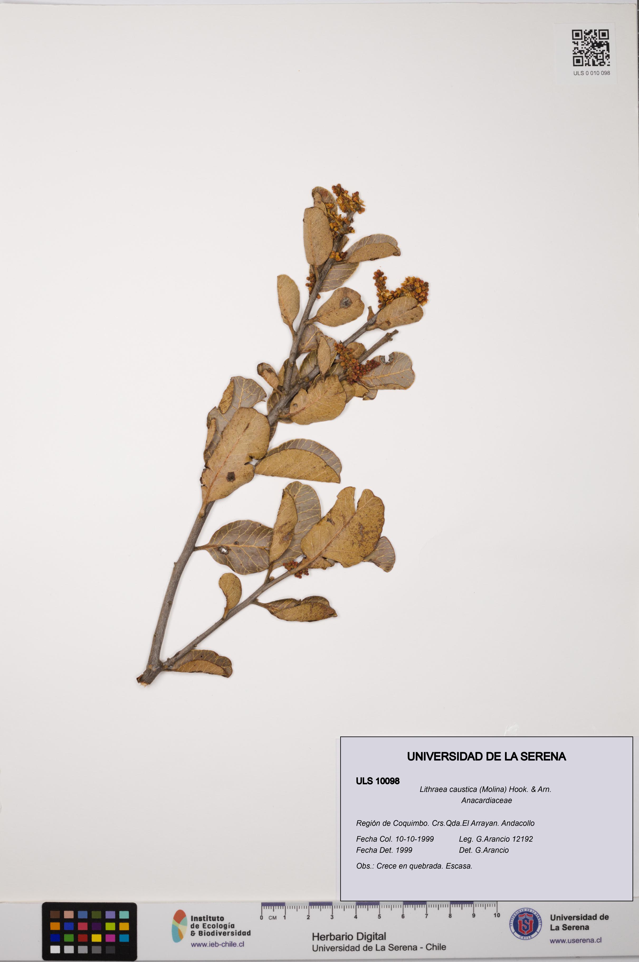 Lithraea caustica [Espécimen: ULS:ULS:0010098]