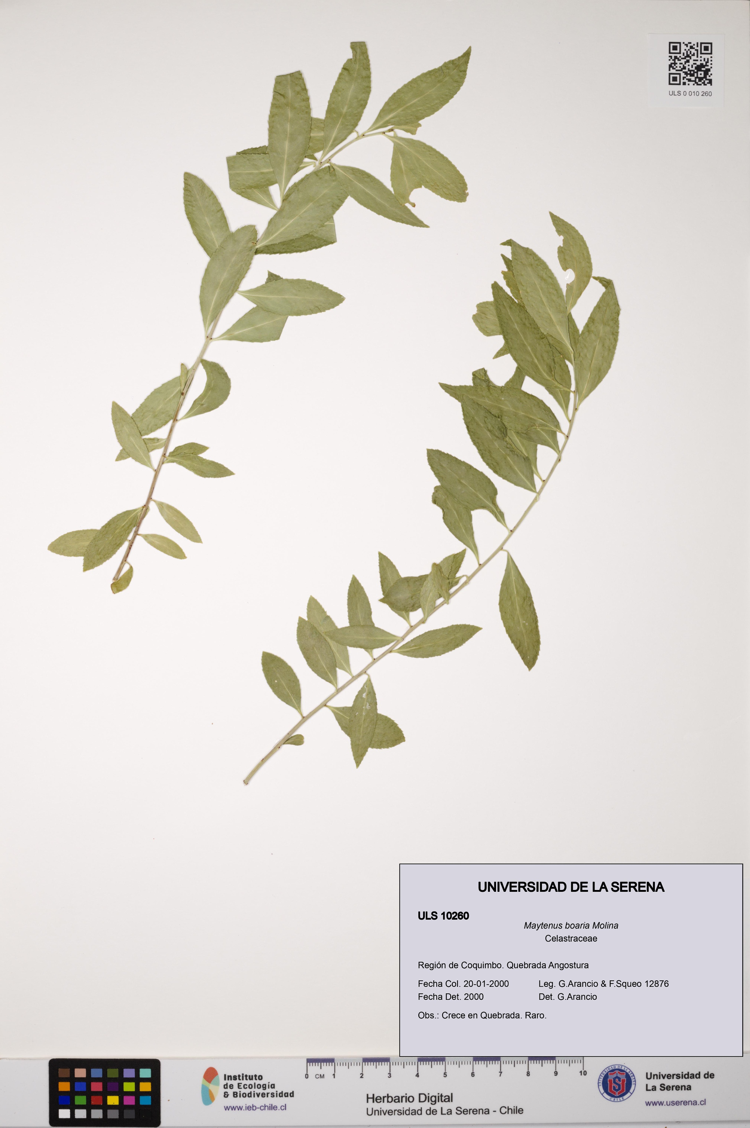 Maytenus boaria [Espécimen: ULS:ULS:0010260]