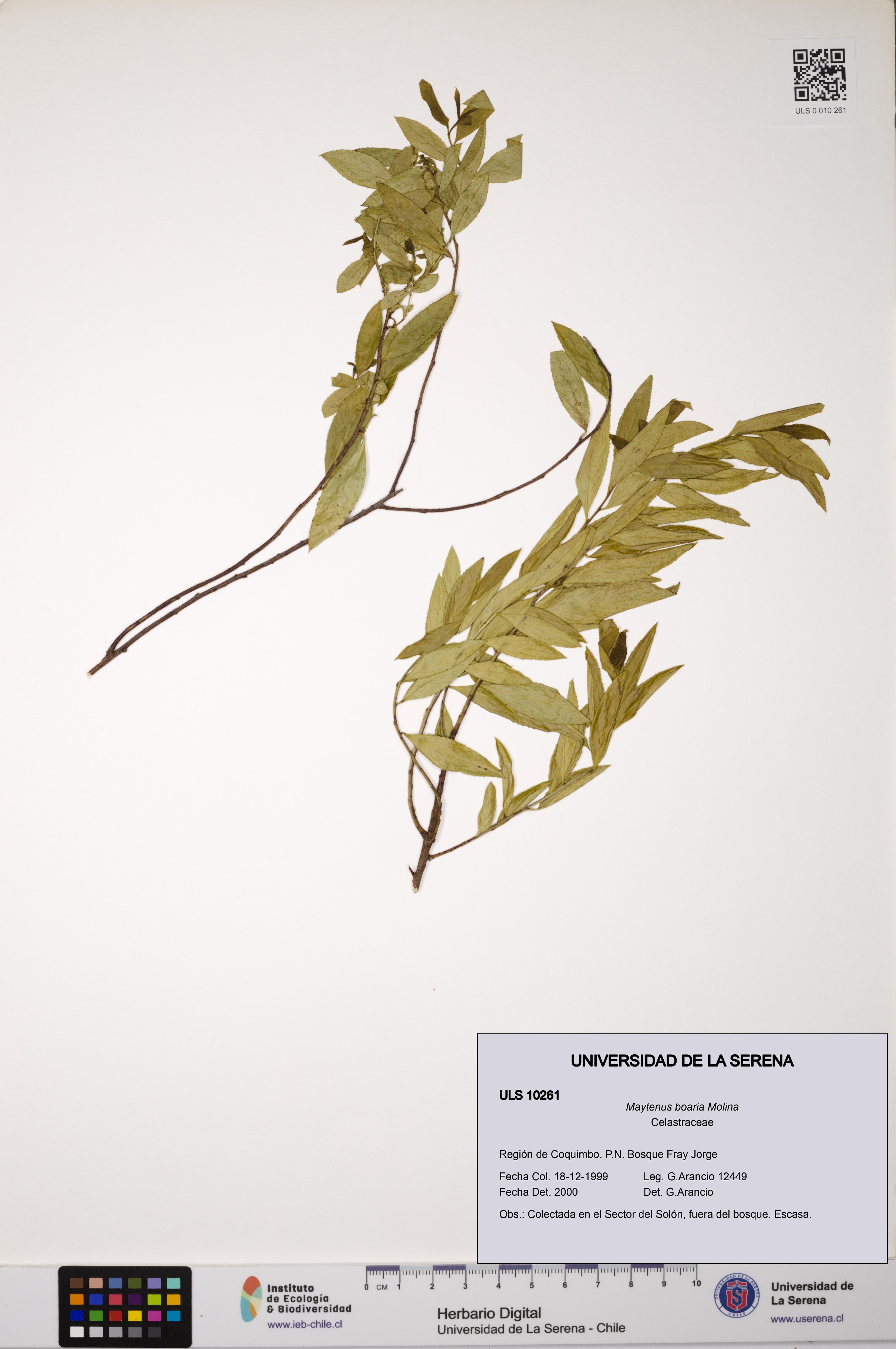Maytenus boaria [Espécimen: ULS:ULS:0010261]