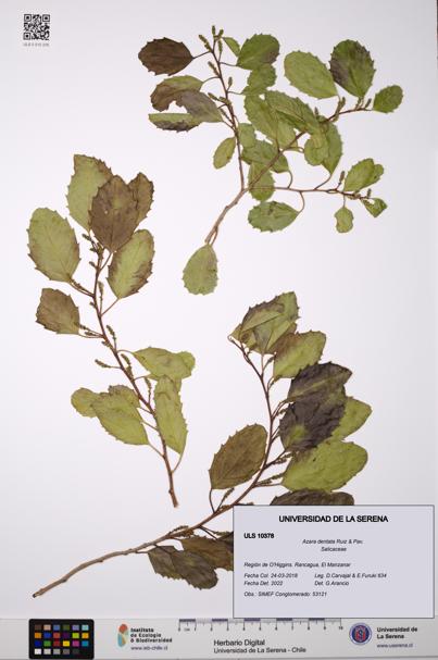 Azara dentata [Espécimen: ULS:ULS:0010378]