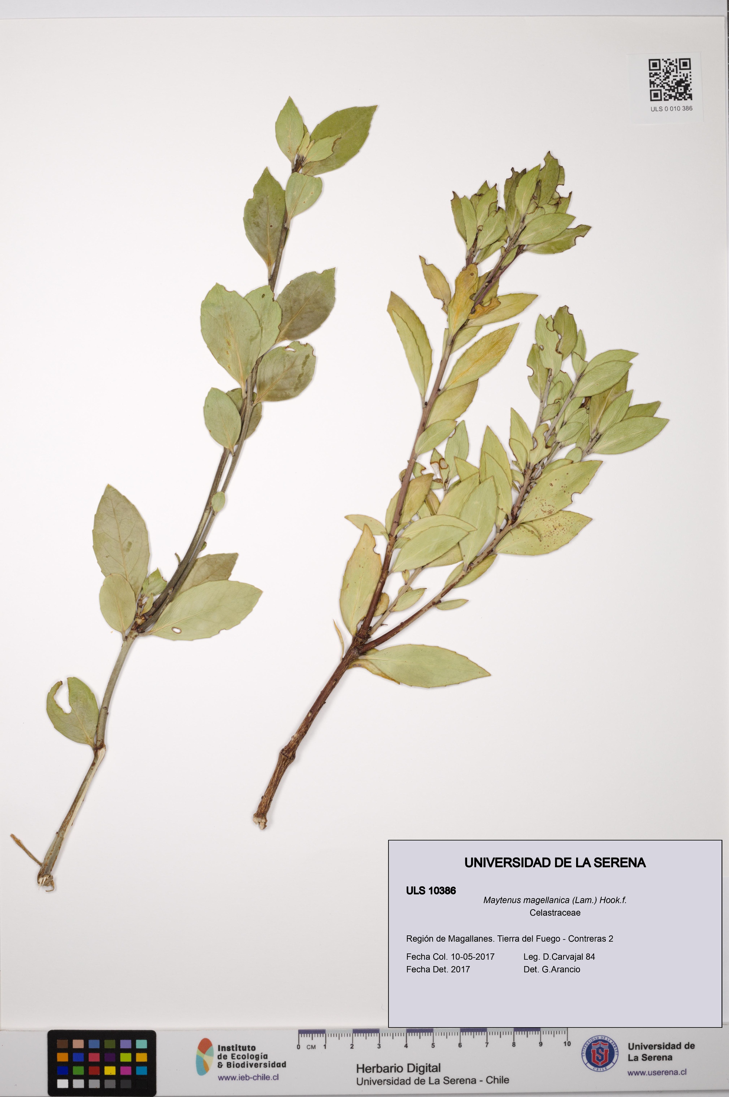 Maytenus magellanica [Espécimen: ULS:ULS:0010386]