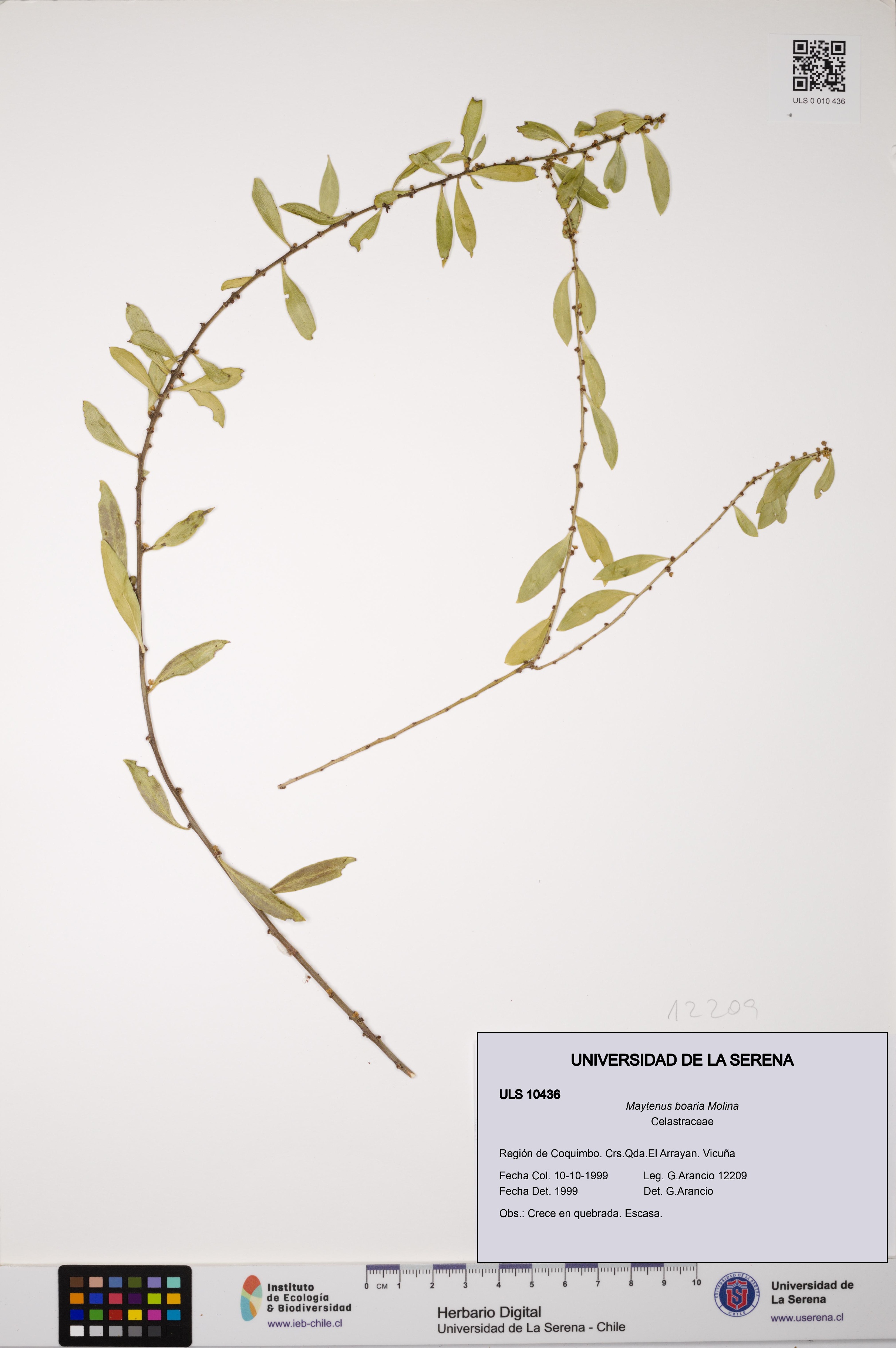 Maytenus boaria [Espécimen: ULS:ULS:0010436]