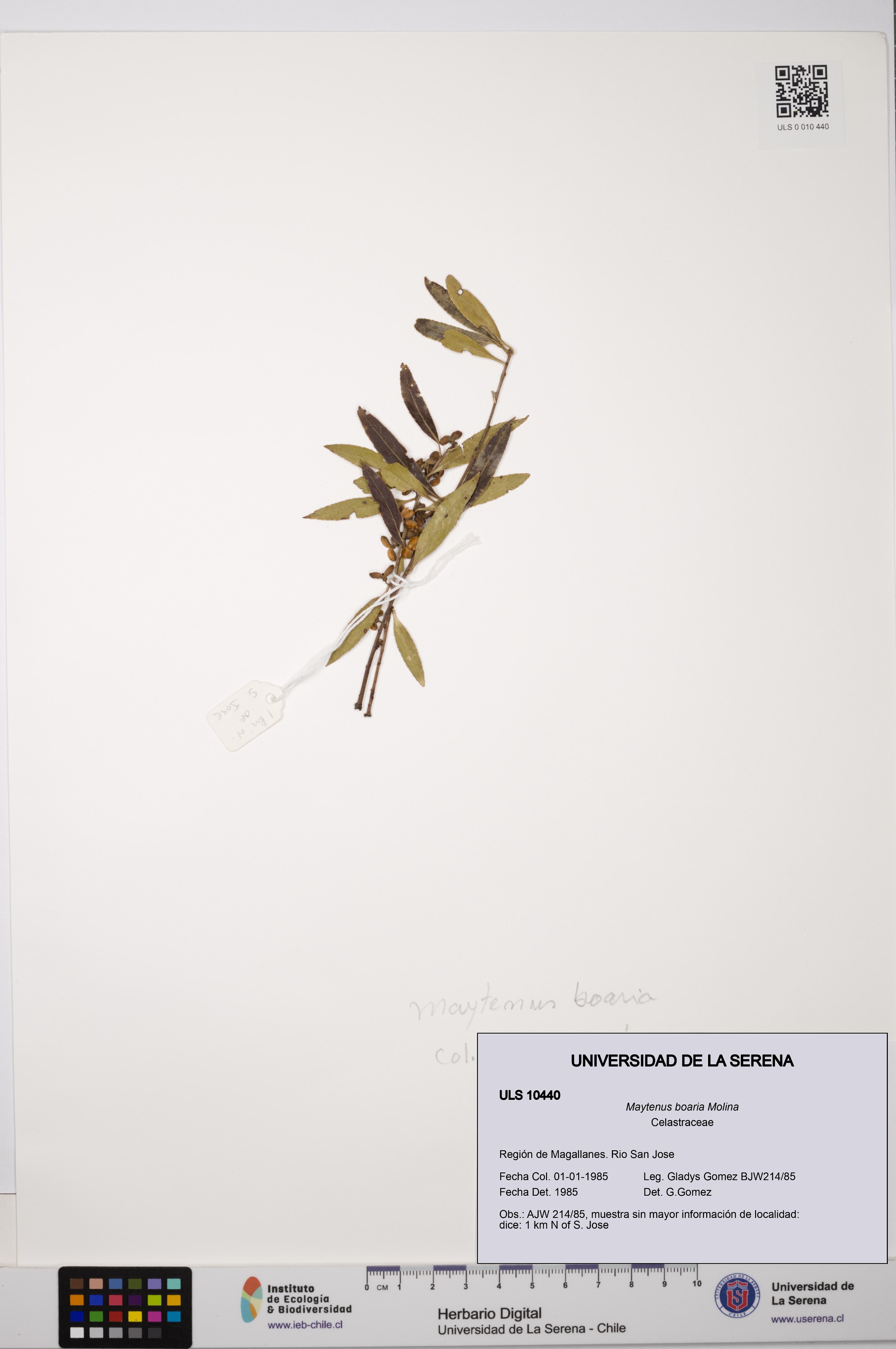 Maytenus boaria [Espécimen: ULS:ULS:0010440]
