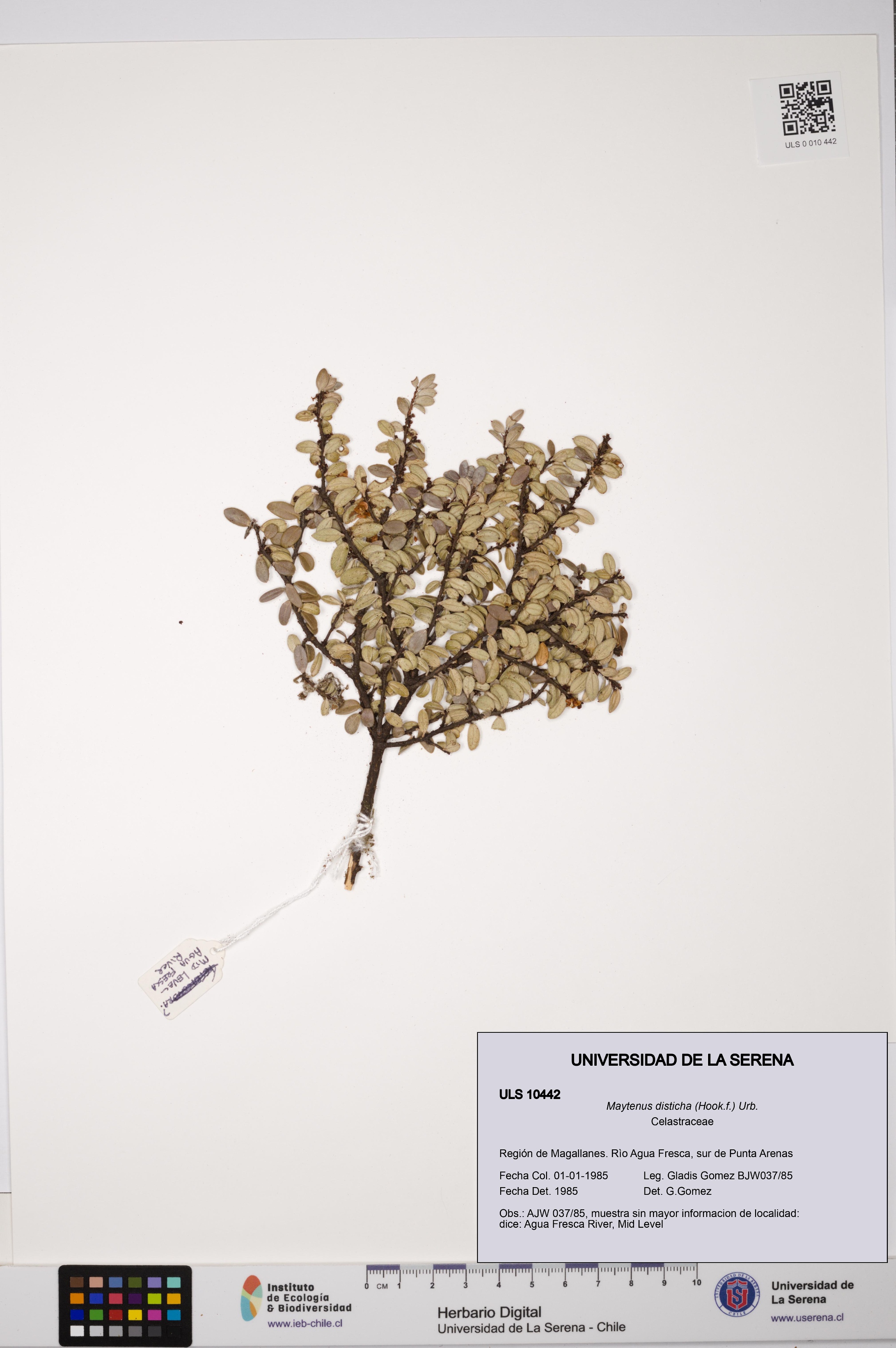 Maytenus disticha [Espécimen: ULS:ULS:0010442]