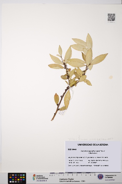Maytenus magellanica [Espécimen: ULS:ULS:0010443]