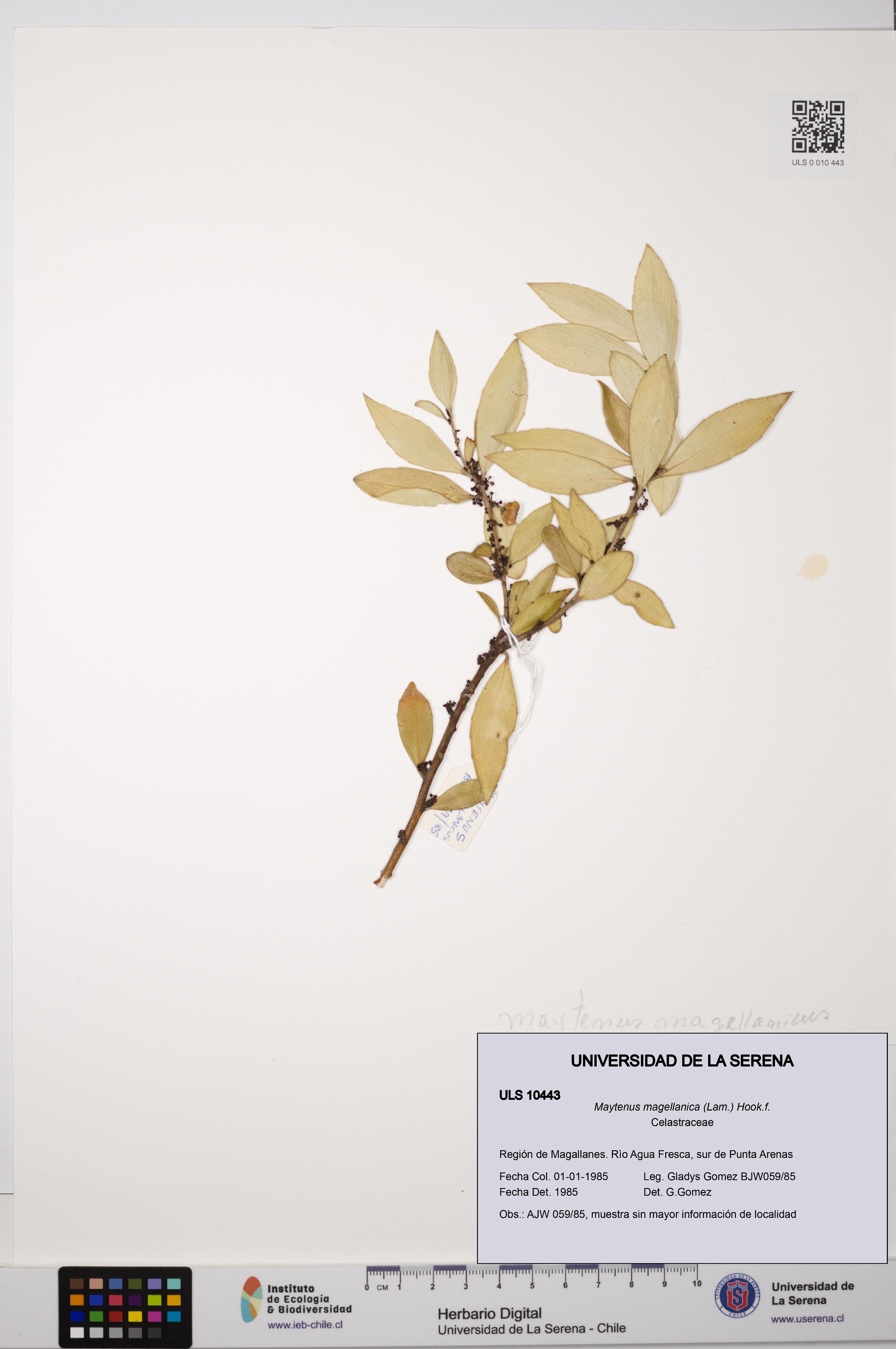 Maytenus magellanica [Espécimen: ULS:ULS:0010443]