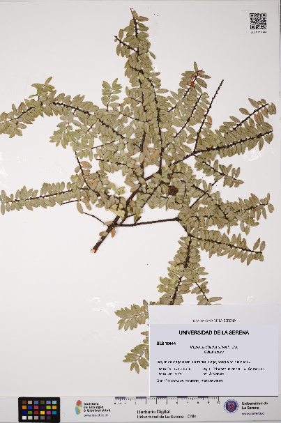 Maytenus disticha [Espécimen: ULS:ULS:0010444]