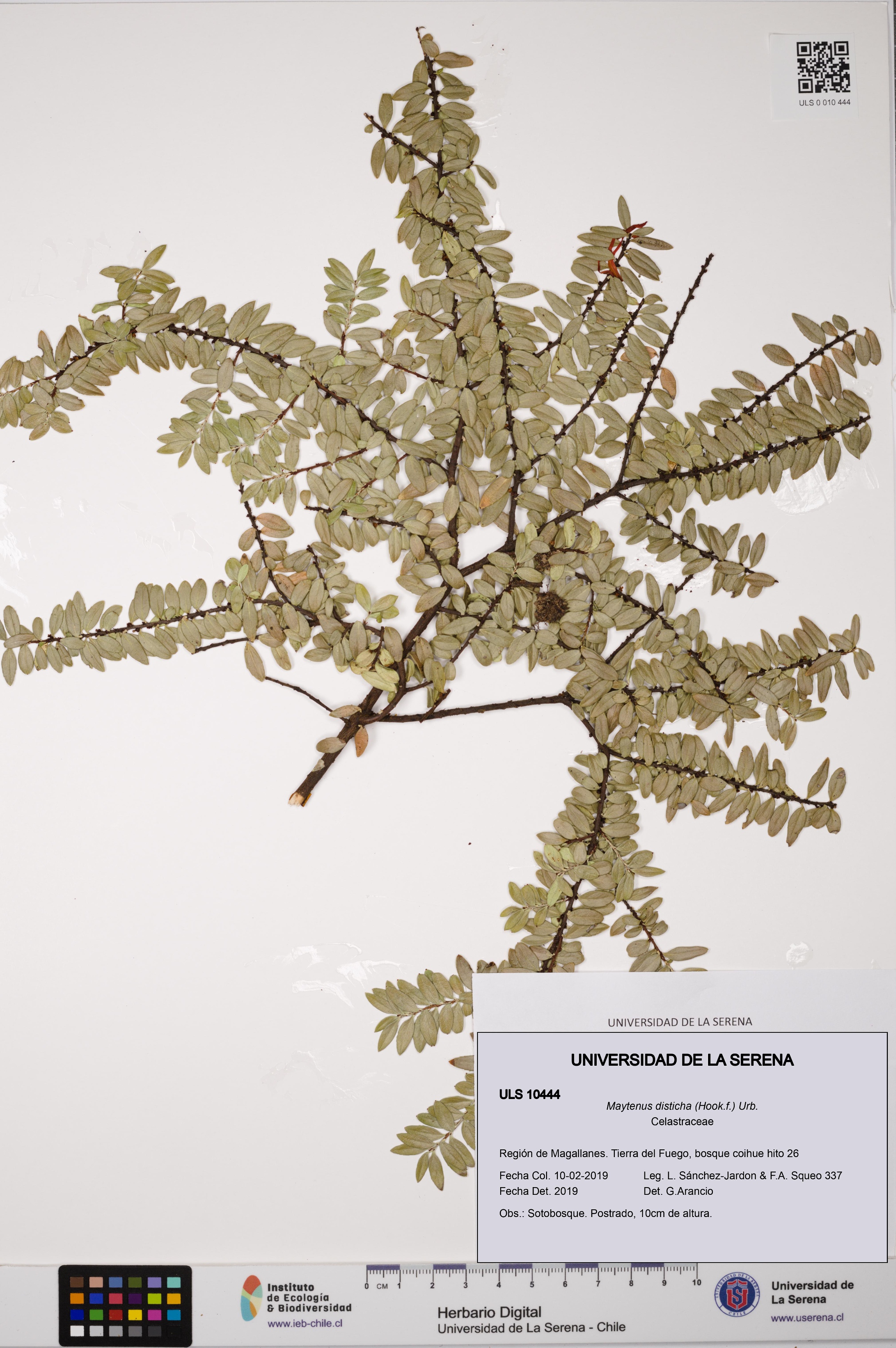 Maytenus disticha [Espécimen: ULS:ULS:0010444]