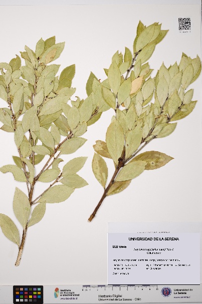 Maytenus magellanica [Espécimen: ULS:ULS:0010445]