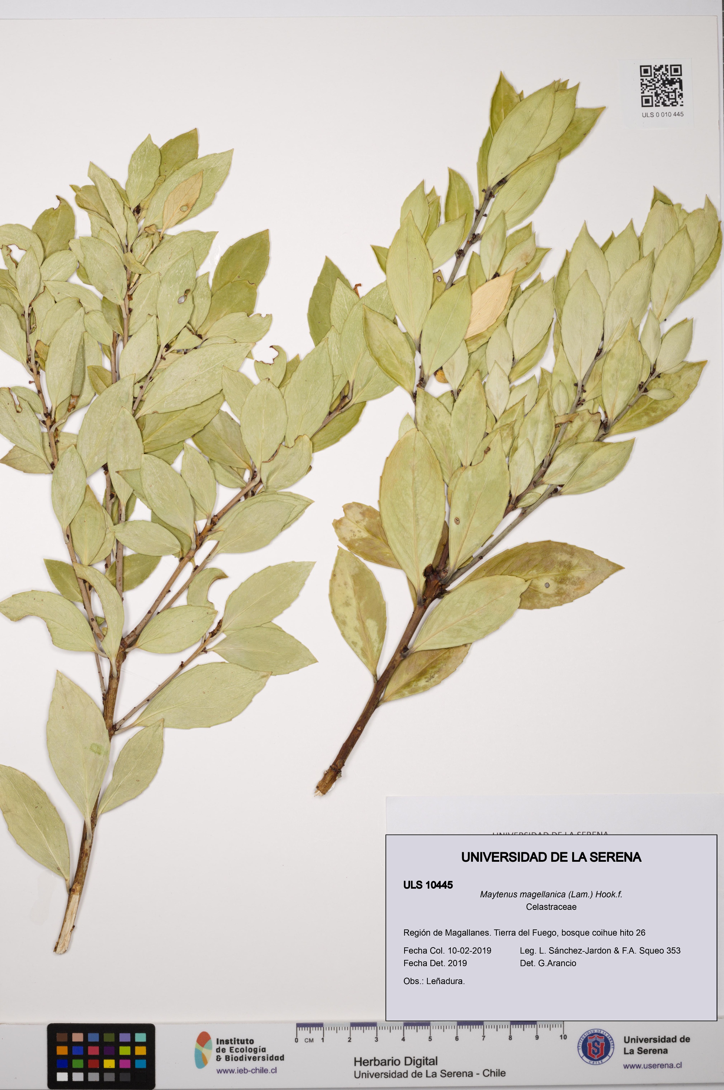 Maytenus magellanica [Espécimen: ULS:ULS:0010445]