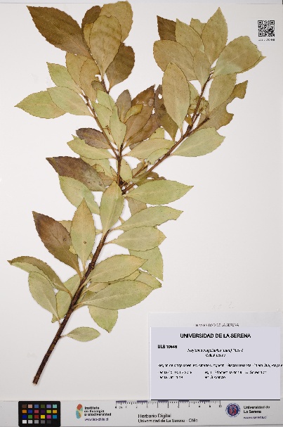 Maytenus magellanica [Espécimen: ULS:ULS:0010446]