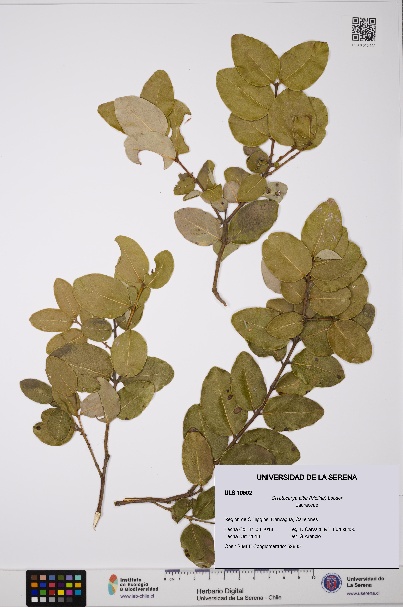 Cryptocarya alba [Espécimen: ULS:ULS:0010502]