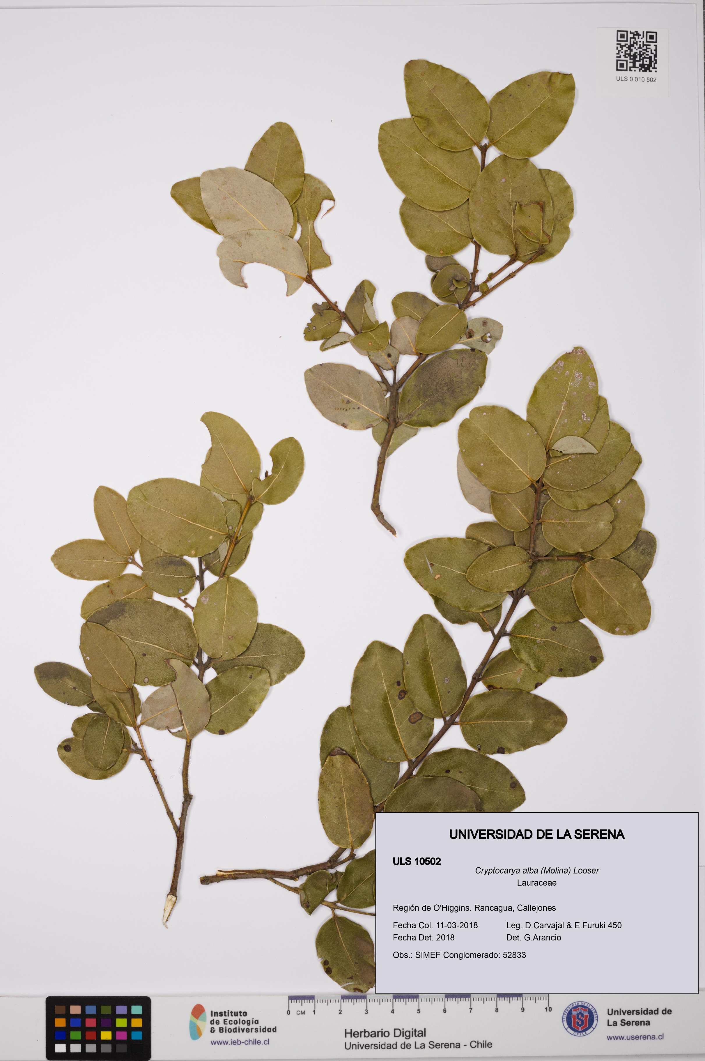Cryptocarya alba [Espécimen: ULS:ULS:0010502]