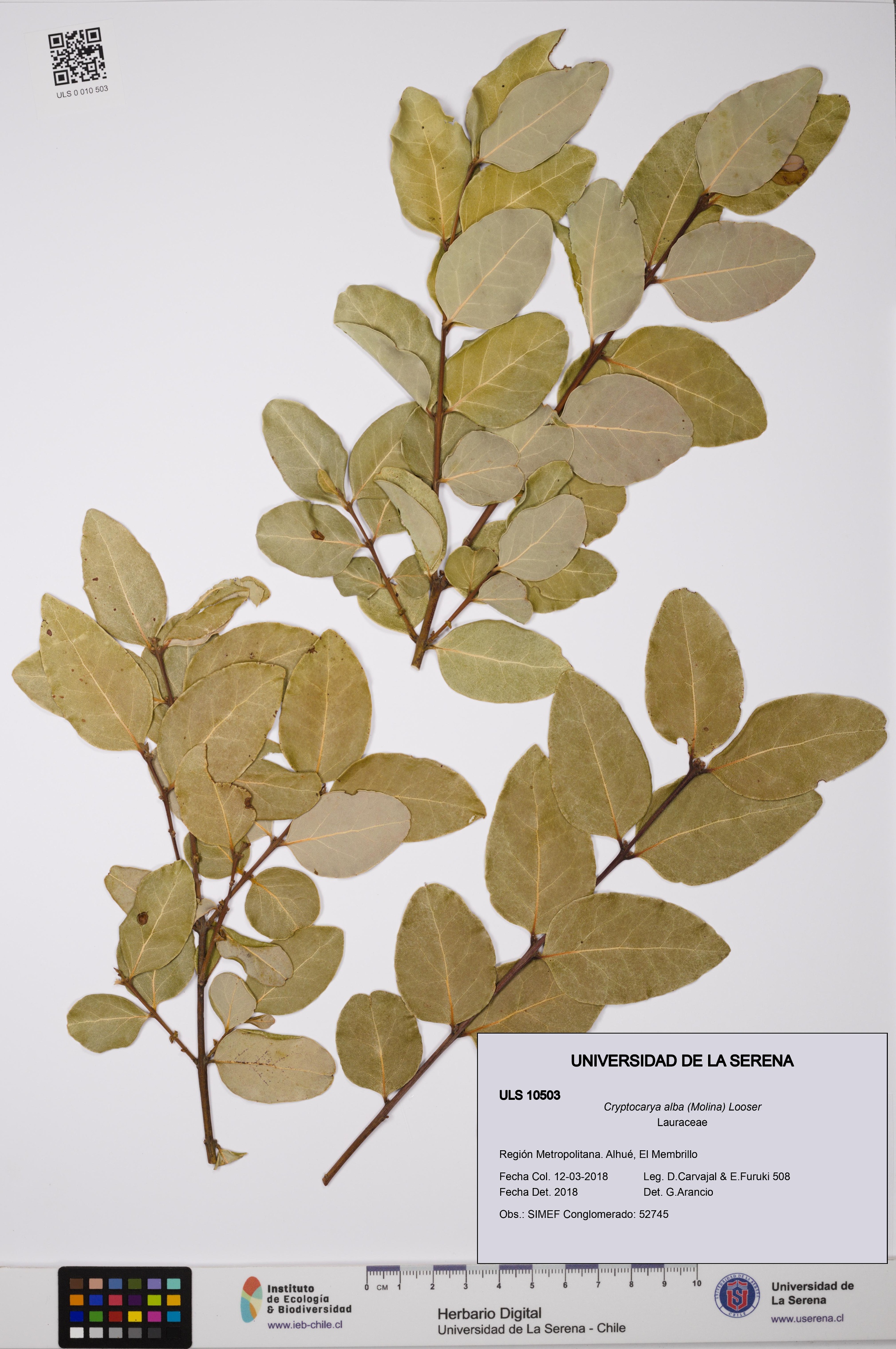 Cryptocarya alba [Espécimen: ULS:ULS:0010503]