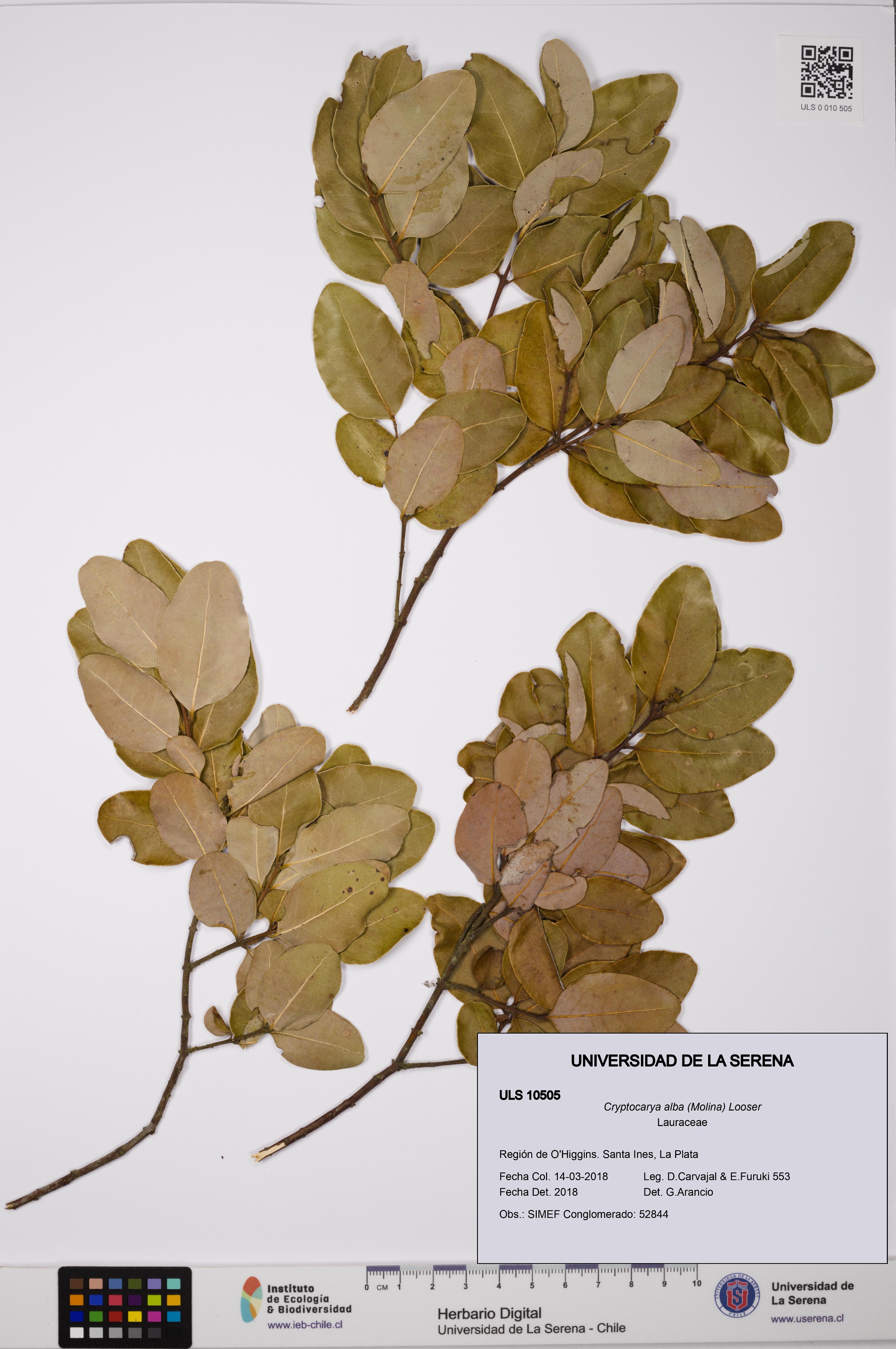 Cryptocarya alba [Espécimen: ULS:ULS:0010505]