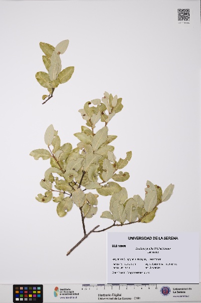 Cryptocarya alba [Espécimen: ULS:ULS:0010506]