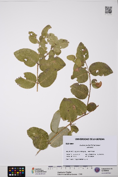 Cryptocarya alba [Espécimen: ULS:ULS:0010507]