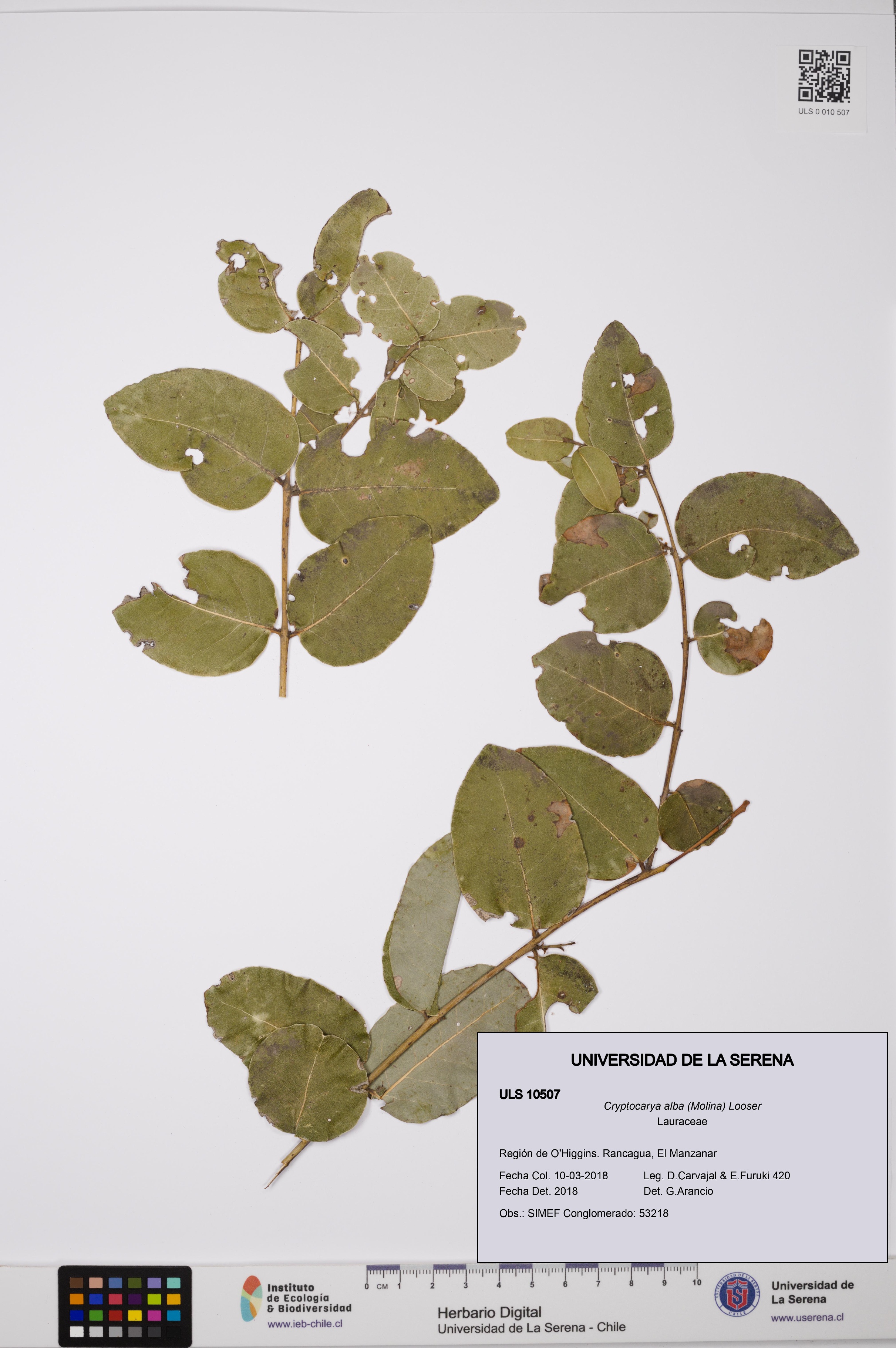 Cryptocarya alba [Espécimen: ULS:ULS:0010507]