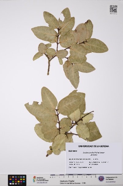 Cryptocarya alba [Espécimen: ULS:ULS:0010510]