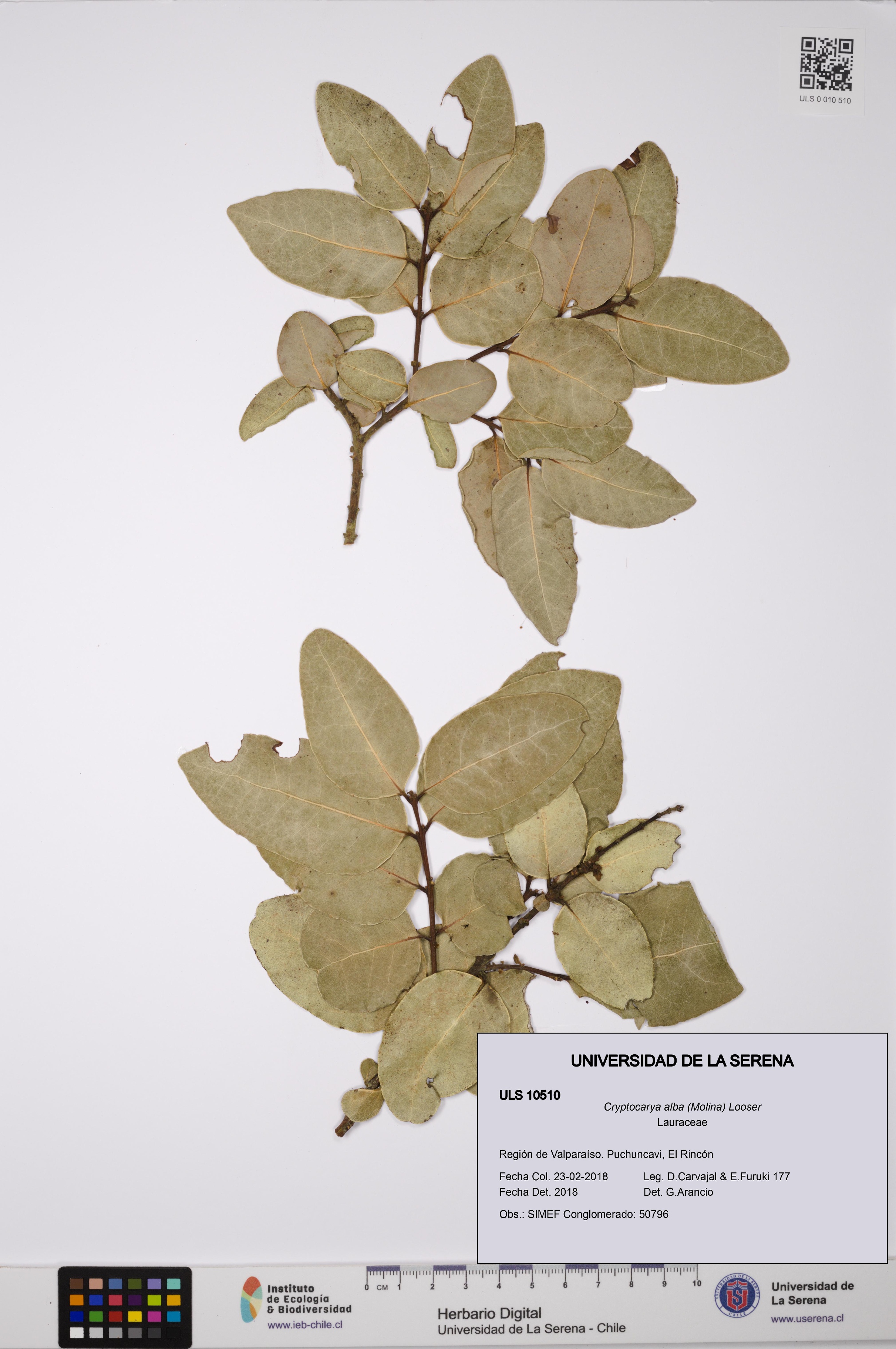 Cryptocarya alba [Espécimen: ULS:ULS:0010510]