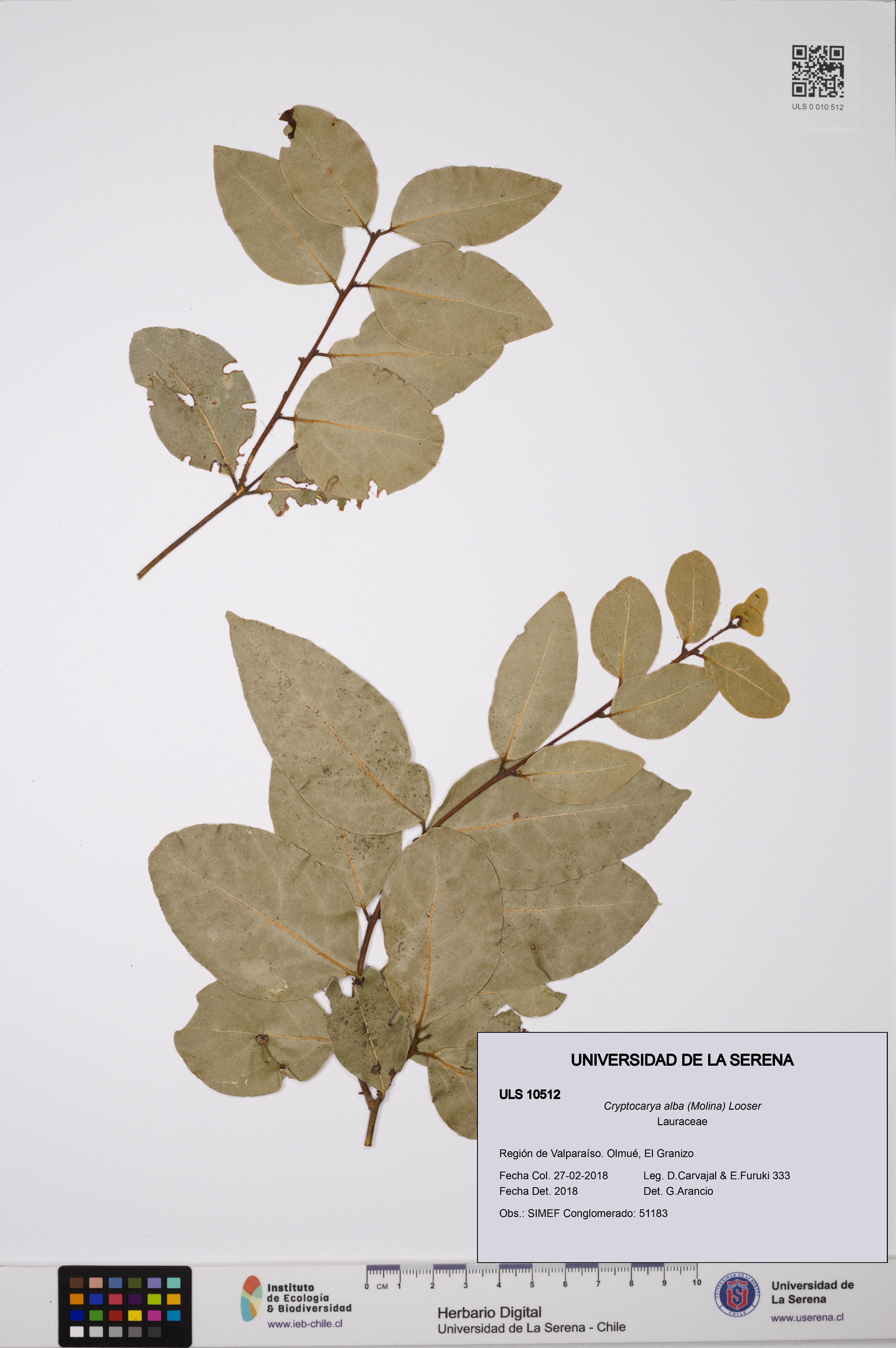 Cryptocarya alba [Espécimen: ULS:ULS:0010512]