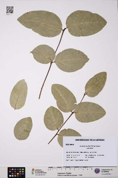 Cryptocarya alba [Espécimen: ULS:ULS:0010513]