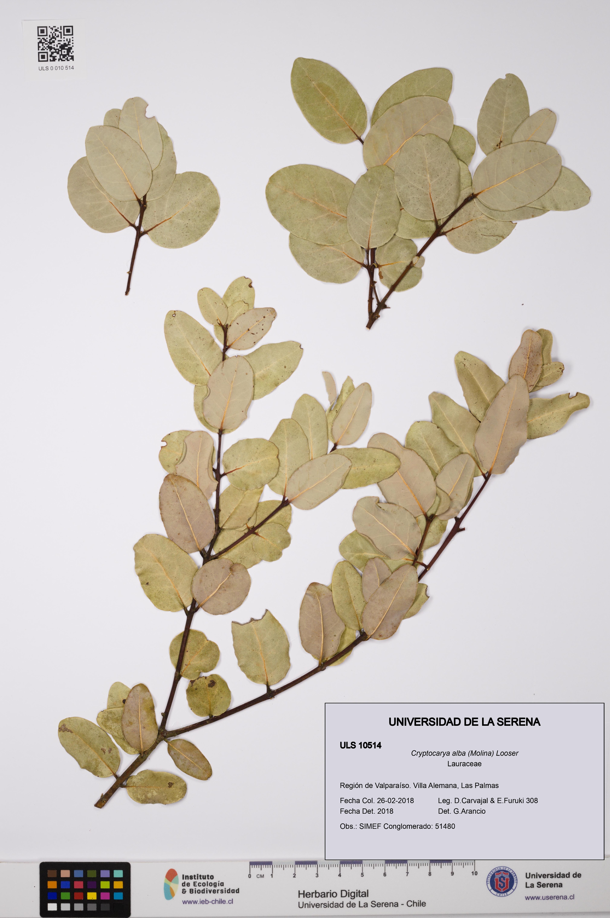 Cryptocarya alba [Espécimen: ULS:ULS:0010514]