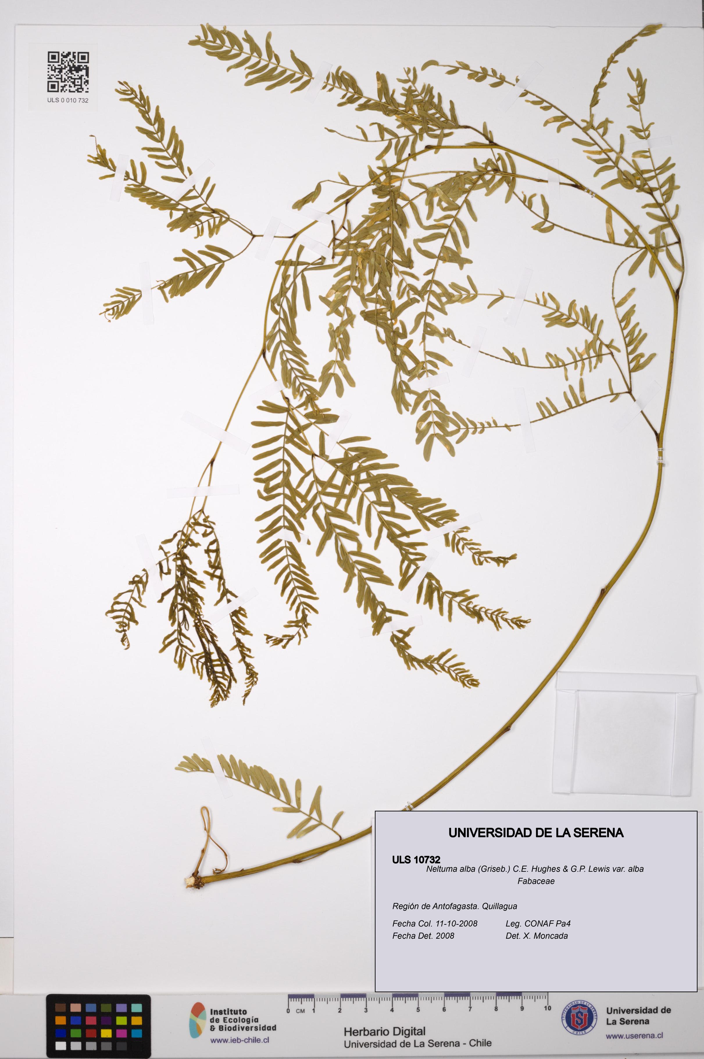 Neltuma alba var. alba [Espécimen: ULS:ULS:0010732]