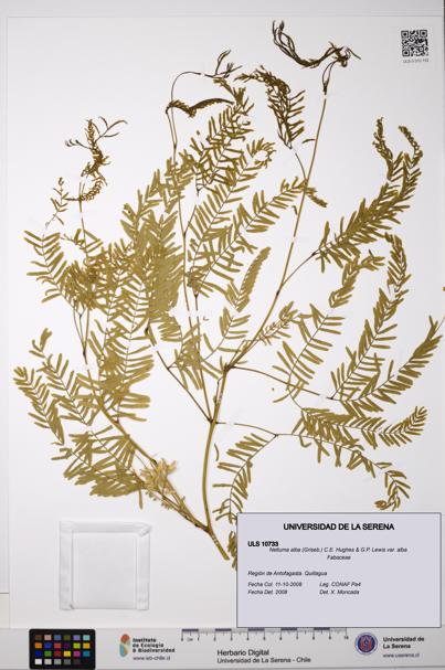 Neltuma alba var. alba [Espécimen: ULS:ULS:0010733]
