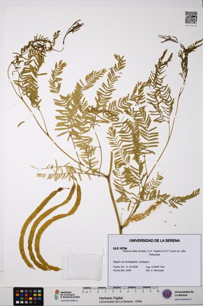 Neltuma alba var. alba [Espécimen: ULS:ULS:0010734]