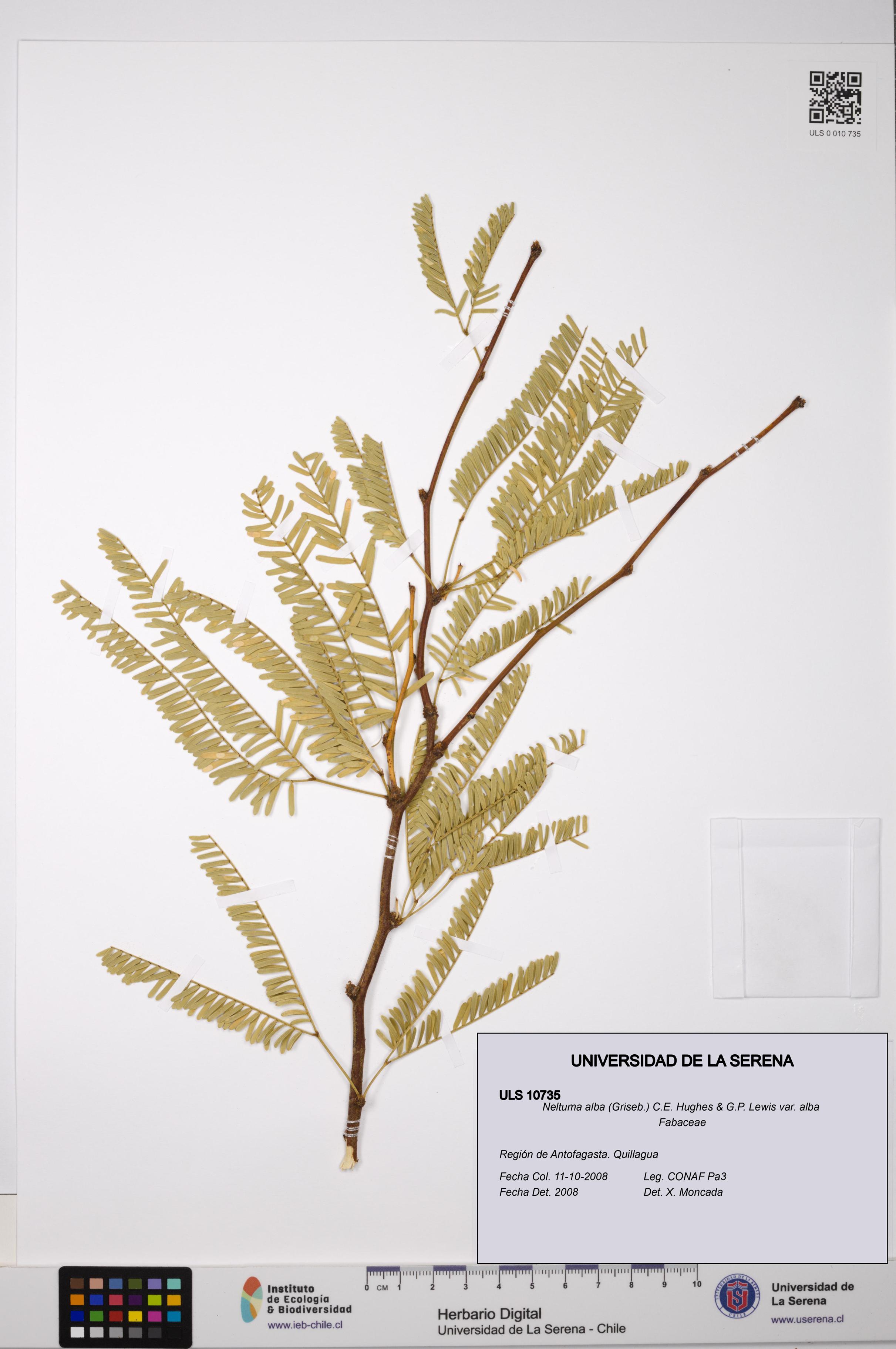 Neltuma alba var. alba [Espécimen: ULS:ULS:0010735]