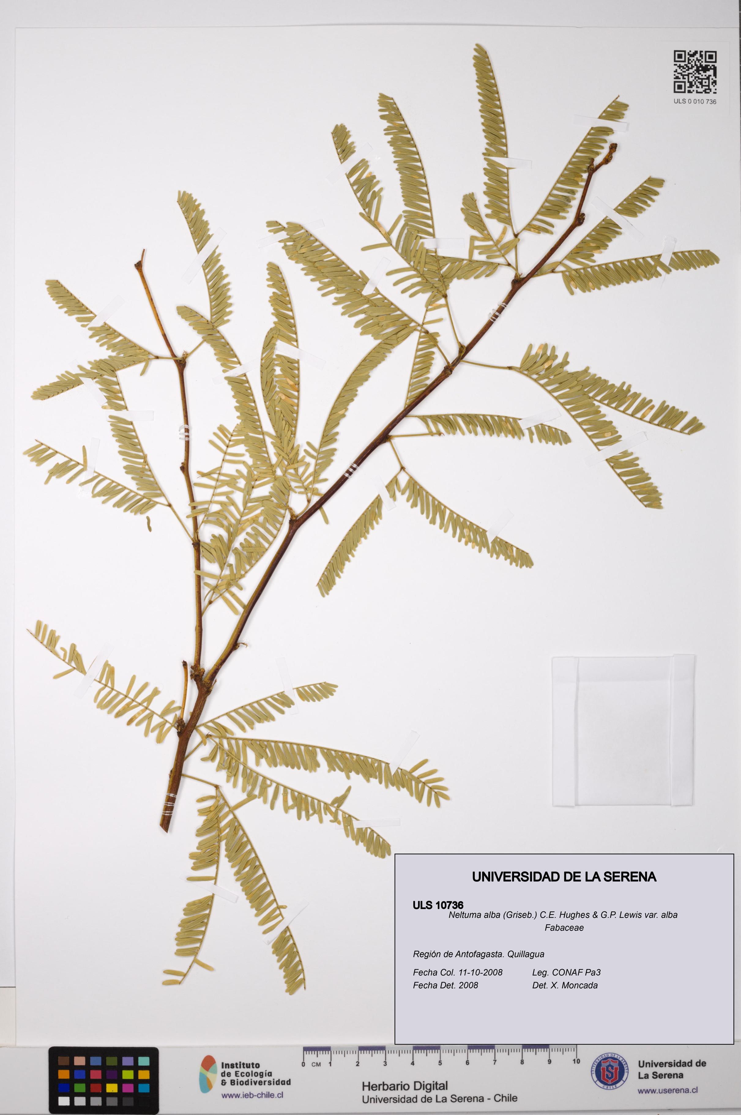 Neltuma alba var. alba [Espécimen: ULS:ULS:0010736]