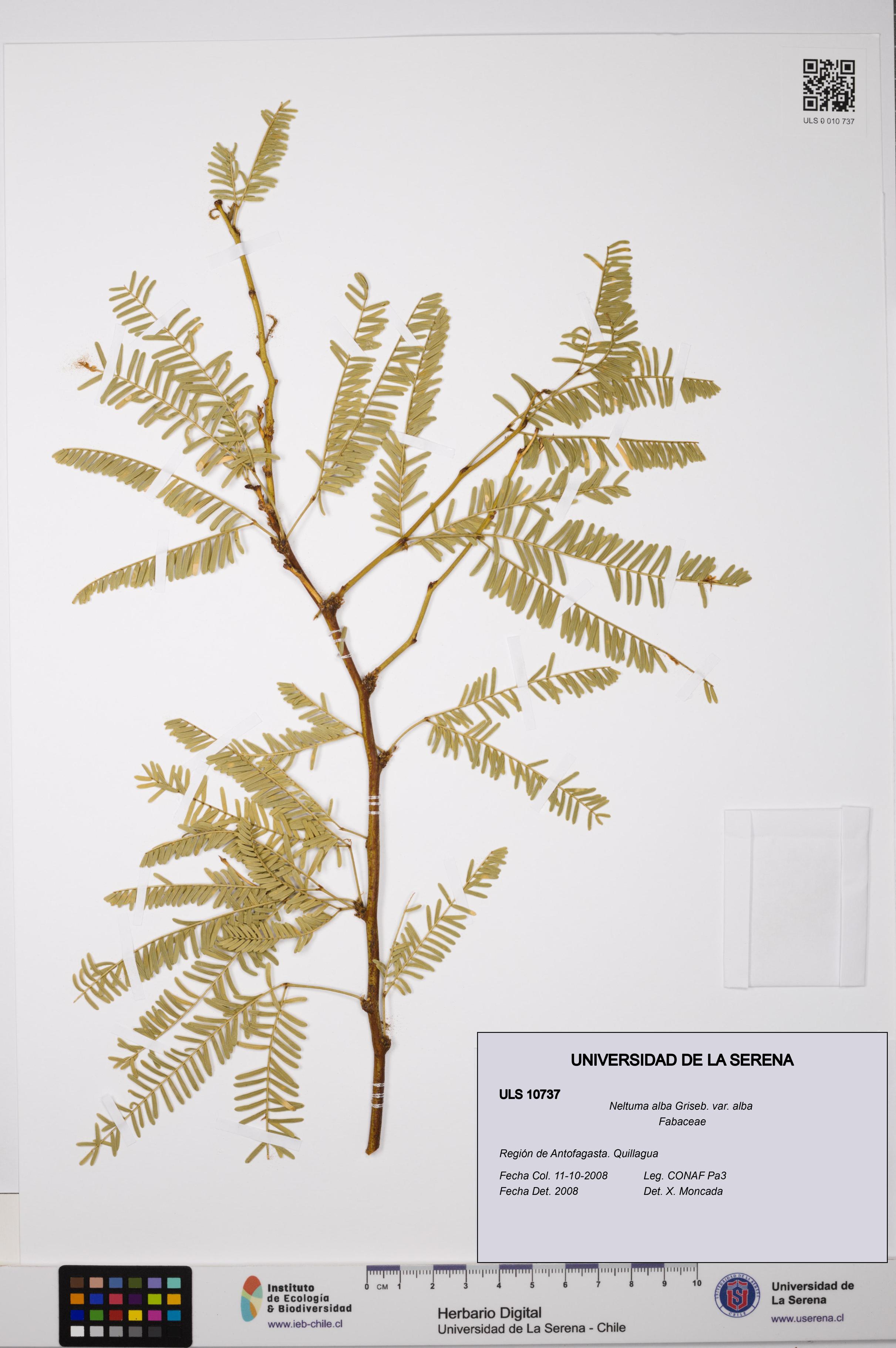 Neltuma alba var. alba [Espécimen: ULS:ULS:0010737]