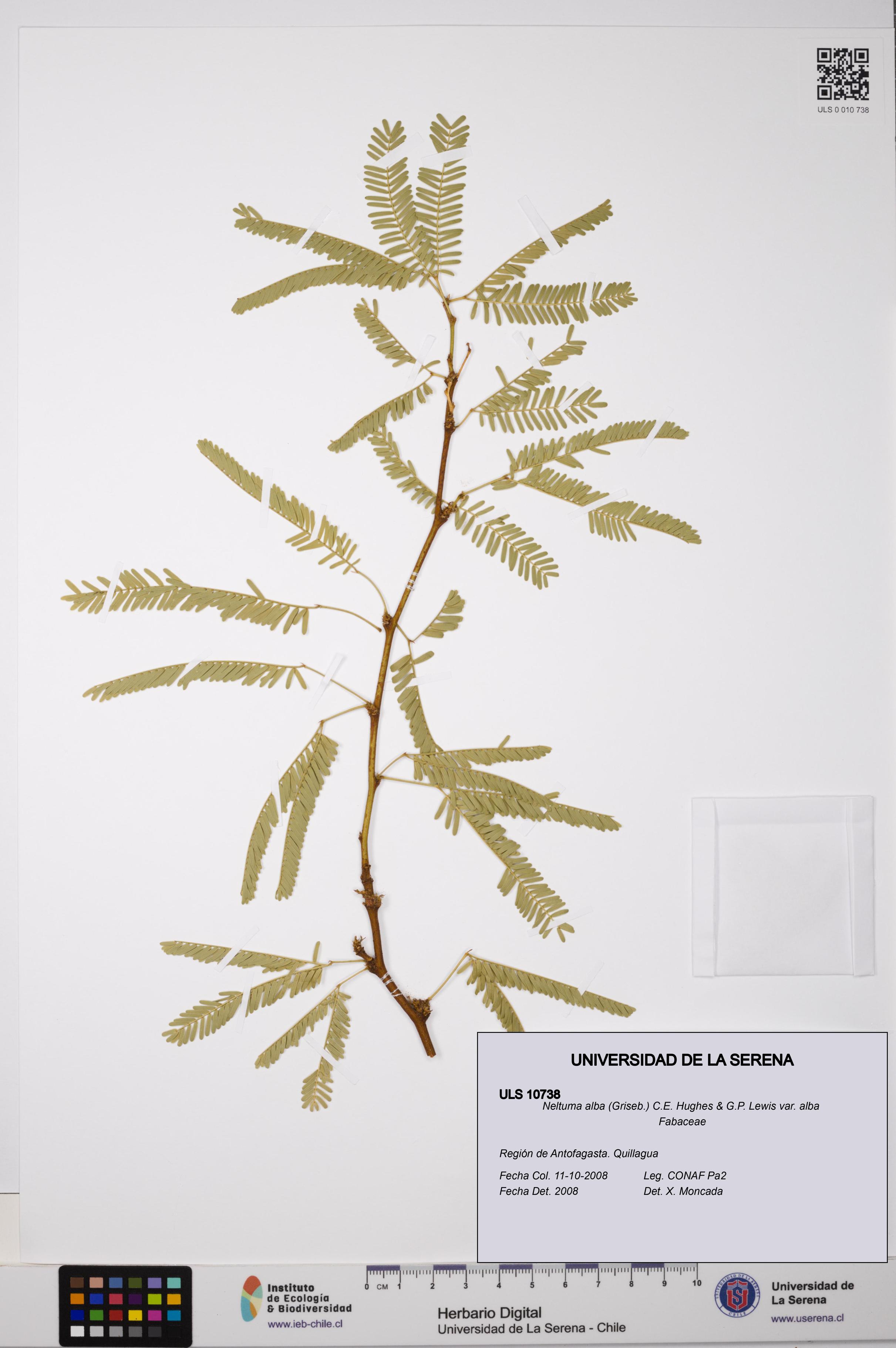 Neltuma alba var. alba [Espécimen: ULS:ULS:0010738]