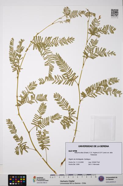 Neltuma alba var. alba [Espécimen: ULS:ULS:0010739]