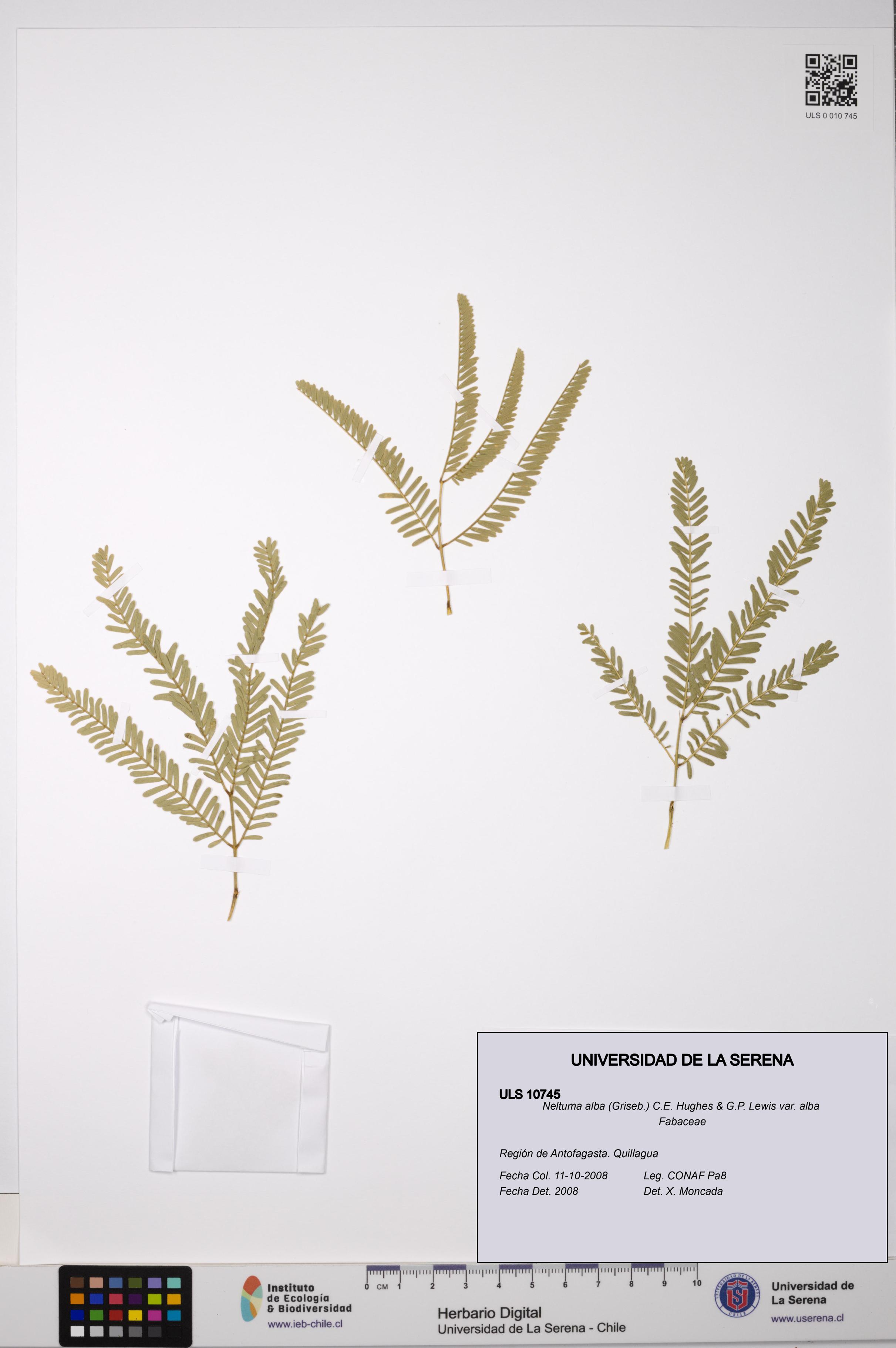 Neltuma alba var. alba [Espécimen: ULS:ULS:0010745]