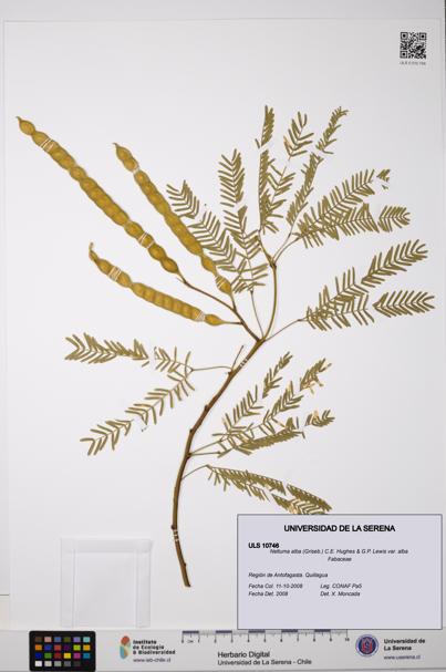 Neltuma alba var. alba [Espécimen: ULS:ULS:0010746]