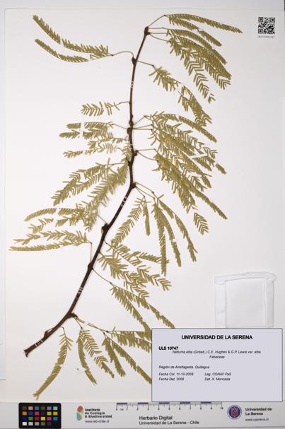 Neltuma alba var. alba [Espécimen: ULS:ULS:0010747]