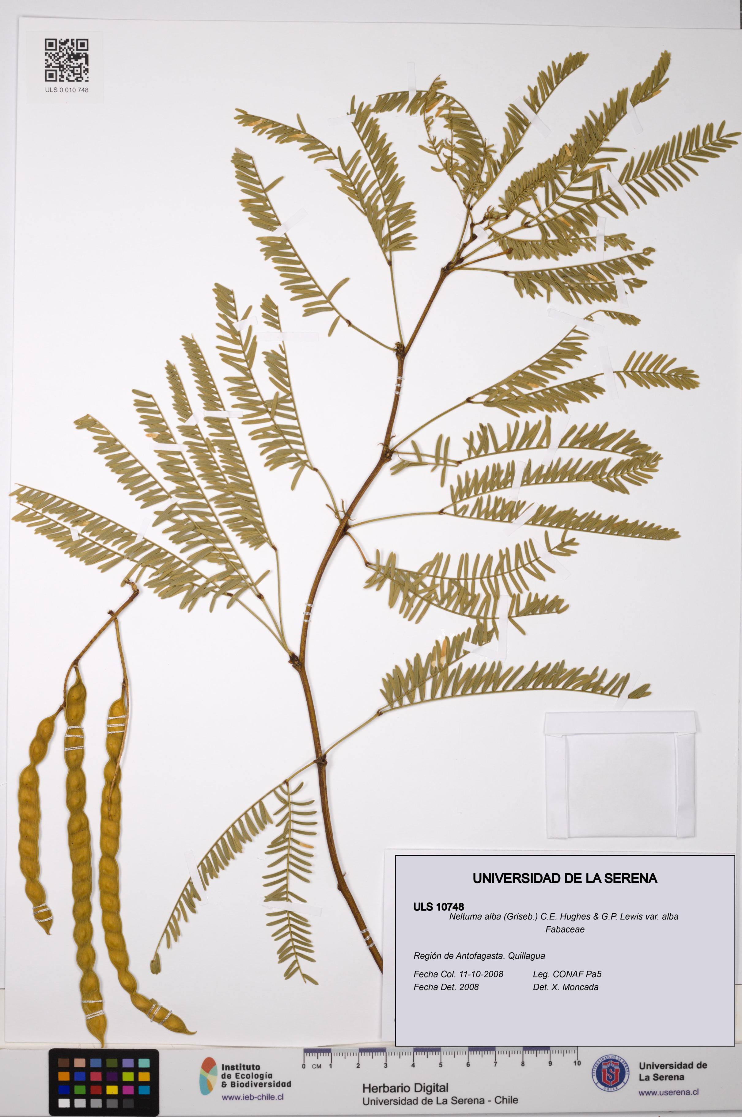 Neltuma alba var. alba [Espécimen: ULS:ULS:0010748]