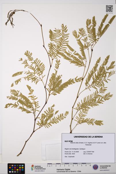 Neltuma alba var. alba [Espécimen: ULS:ULS:0010749]