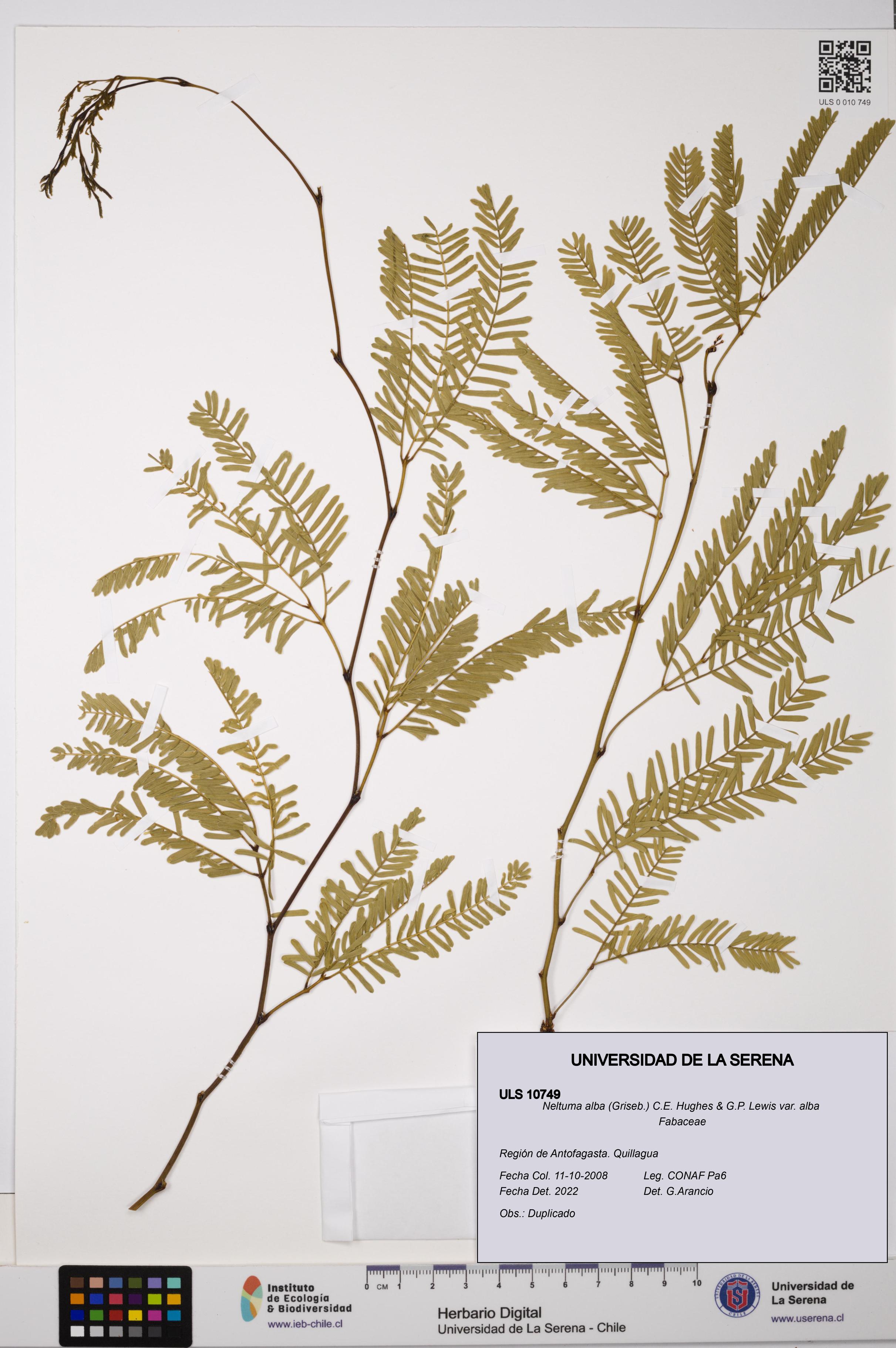 Neltuma alba var. alba [Espécimen: ULS:ULS:0010749]
