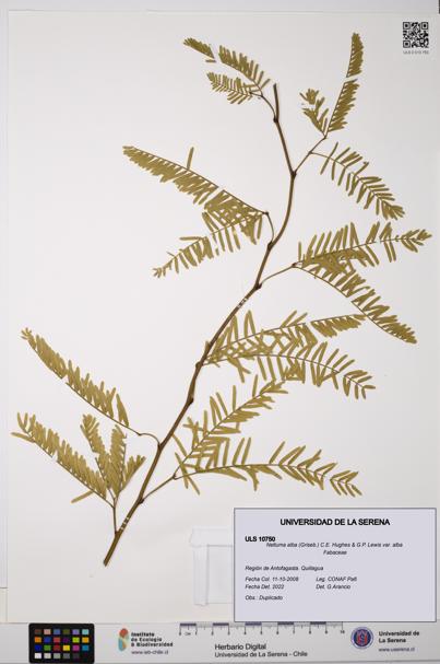 Neltuma alba var. alba [Espécimen: ULS:ULS:0010750]