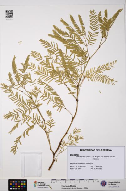 Neltuma alba var. alba [Espécimen: ULS:ULS:0010751]