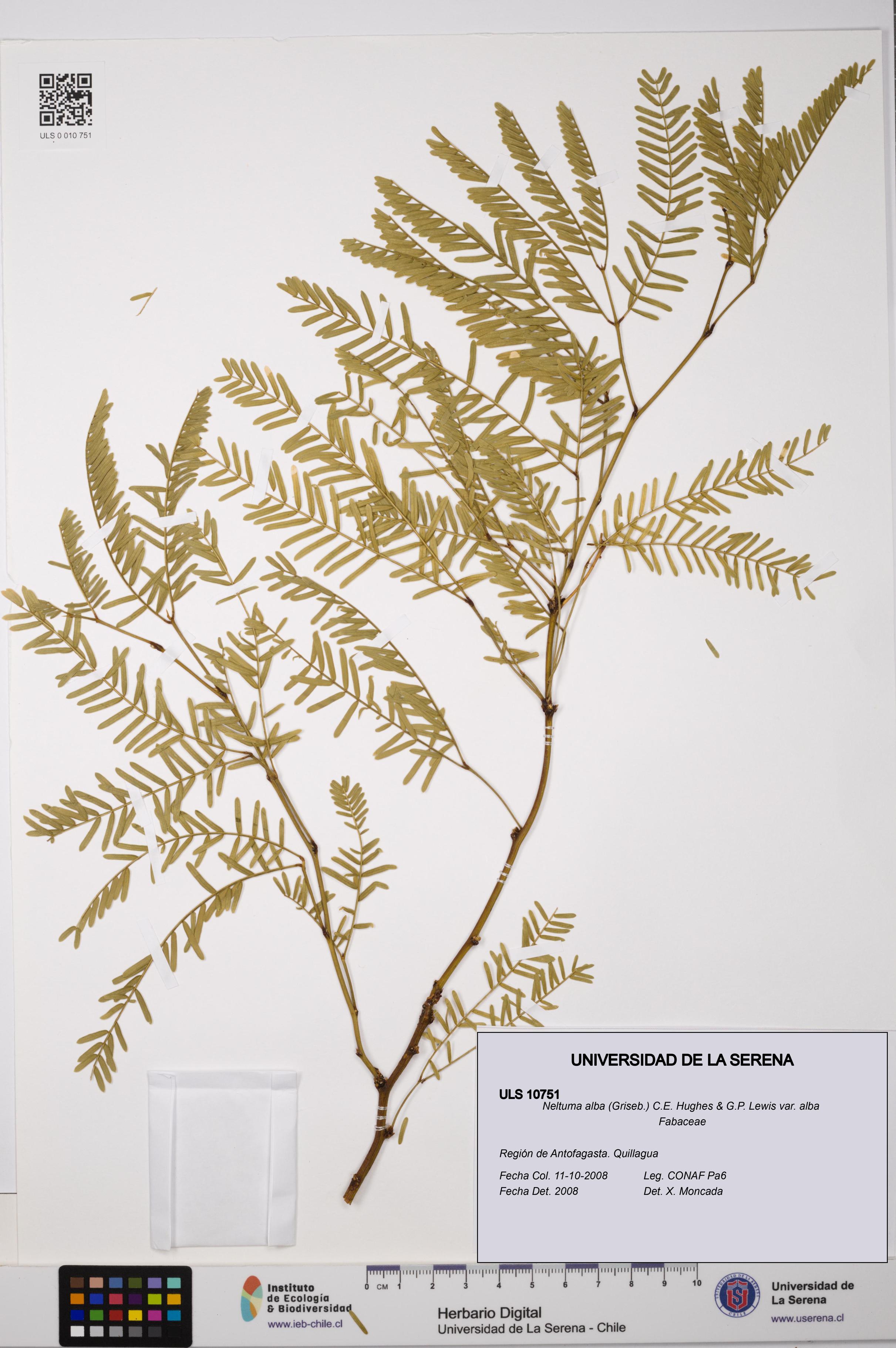 Neltuma alba var. alba [Espécimen: ULS:ULS:0010751]
