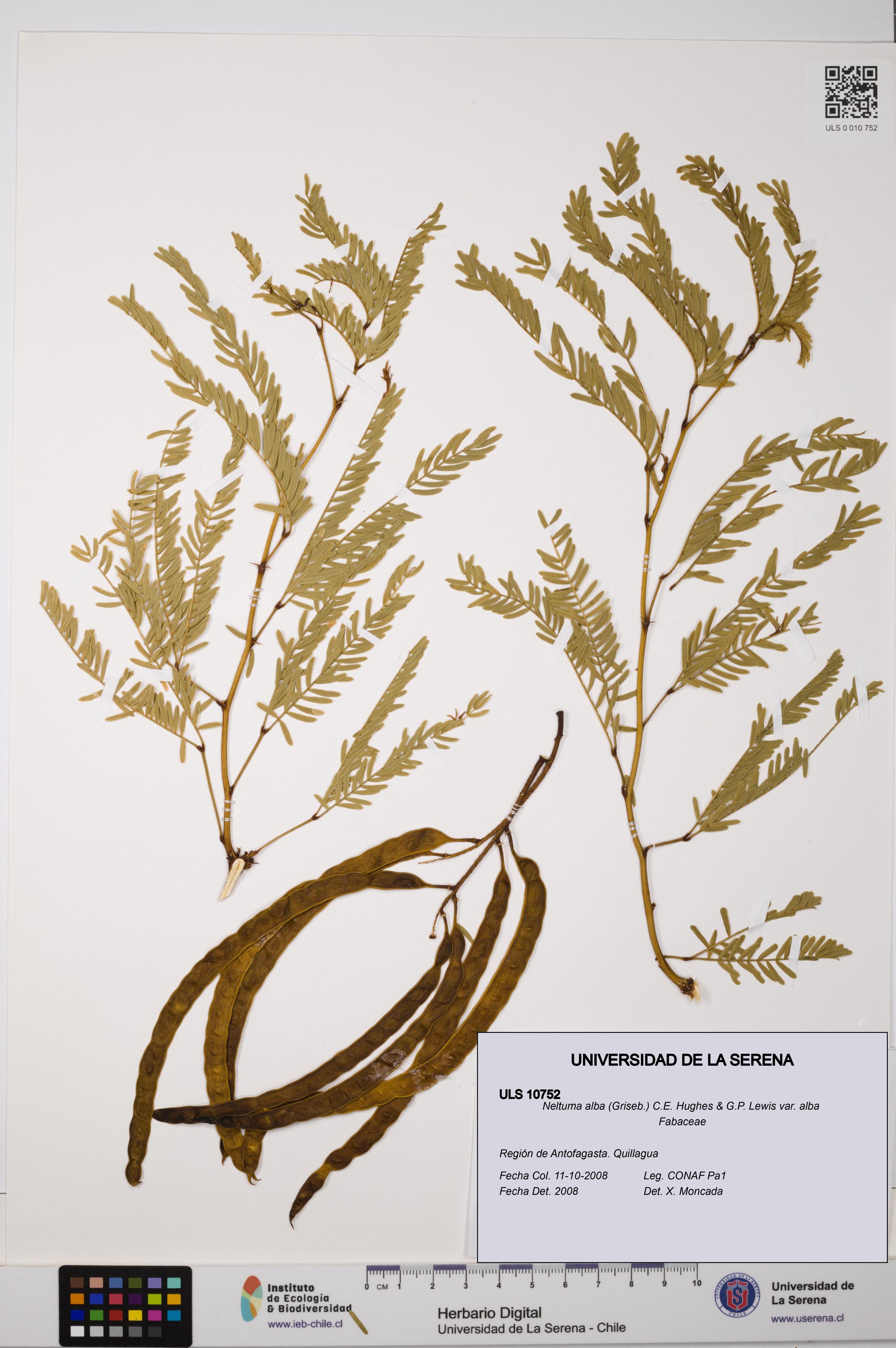 Neltuma alba var. alba [Espécimen: ULS:ULS:0010752]