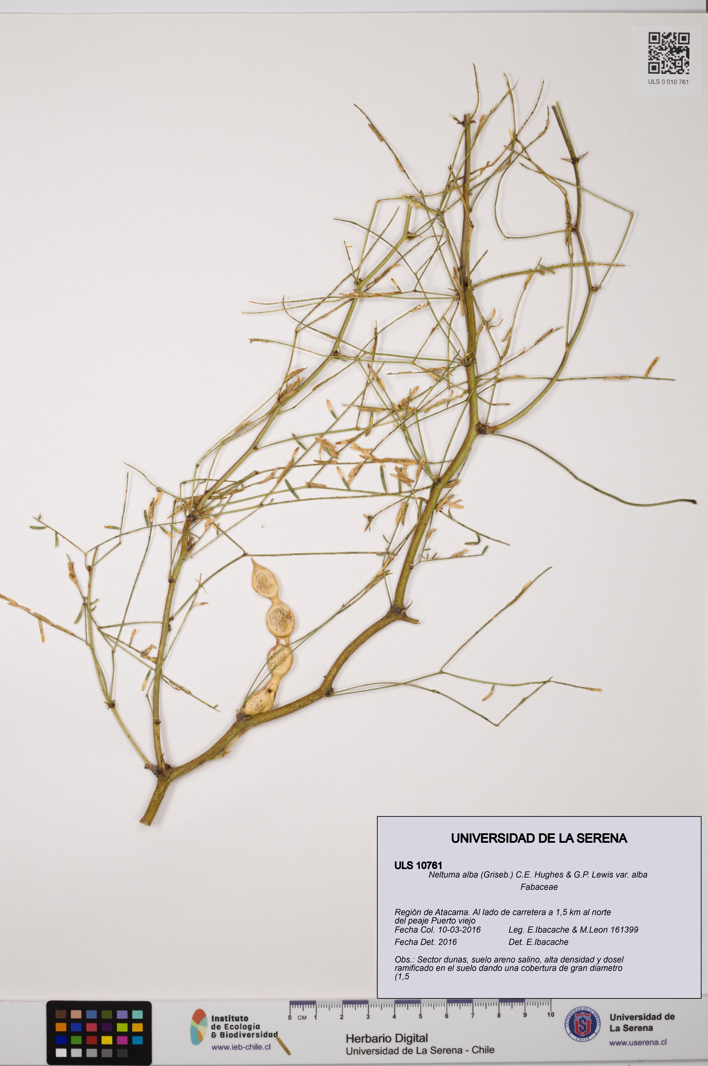 Neltuma alba var. alba [Espécimen: ULS:ULS:0010761]