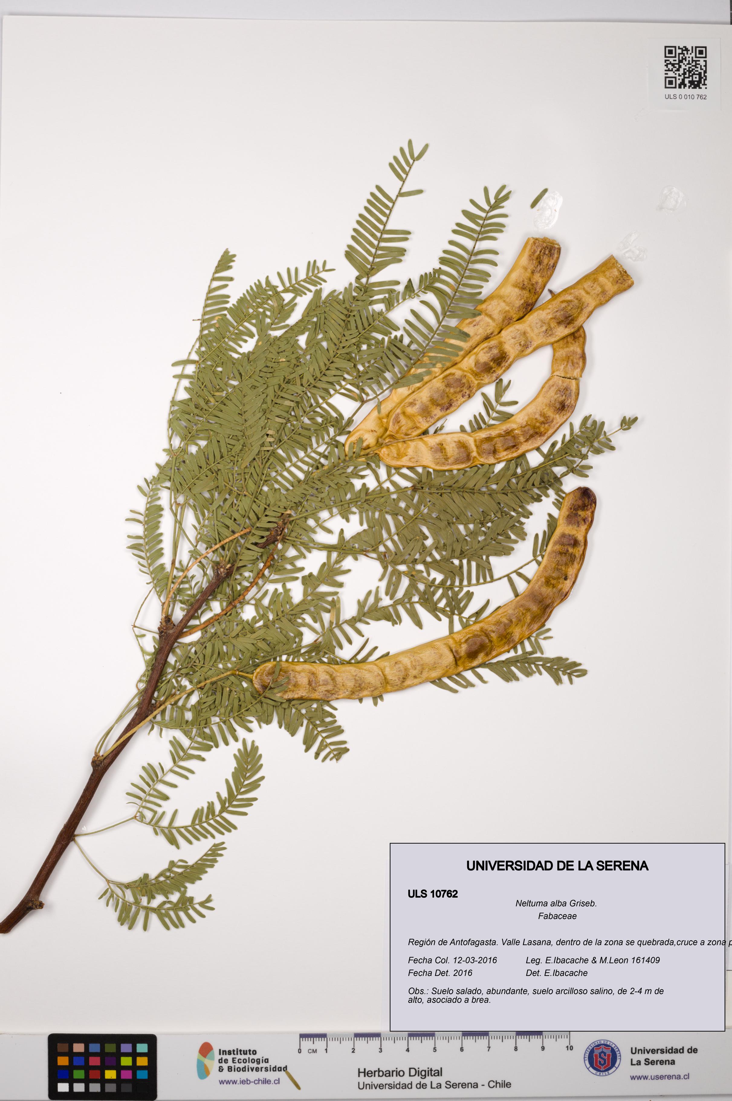Neltuma alba [Espécimen: ULS:ULS:0010762]
