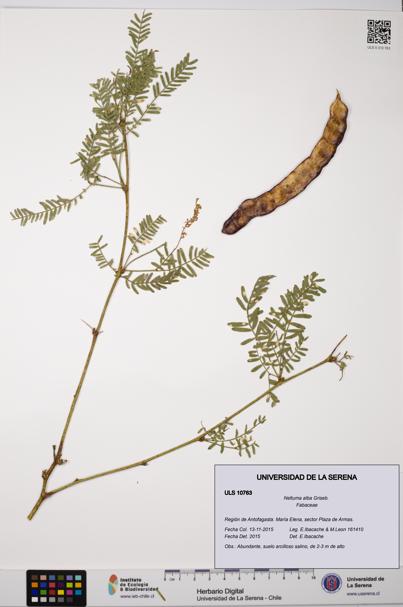 Neltuma alba [Espécimen: ULS:ULS:0010763]