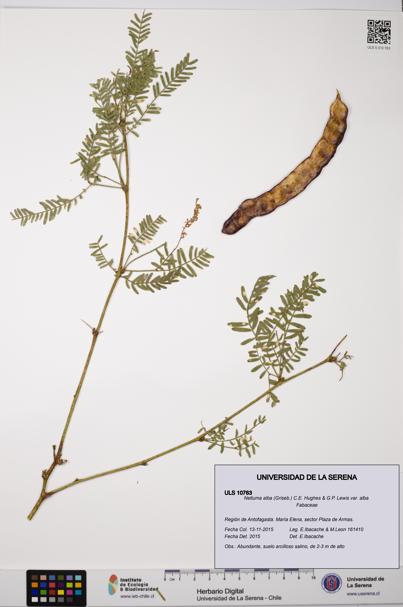 Neltuma alba var. alba [Espécimen: ULS:ULS:0010763]