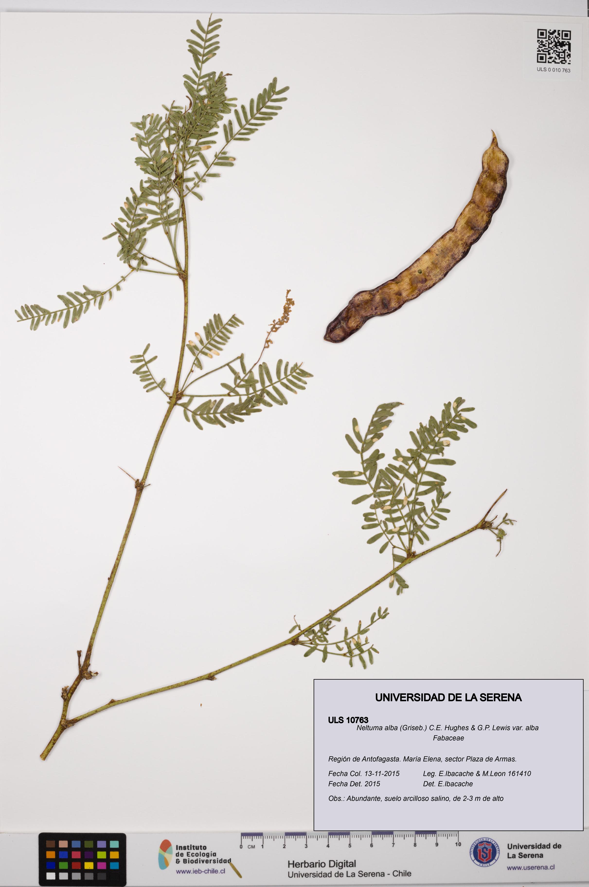 Neltuma alba var. alba [Espécimen: ULS:ULS:0010763]